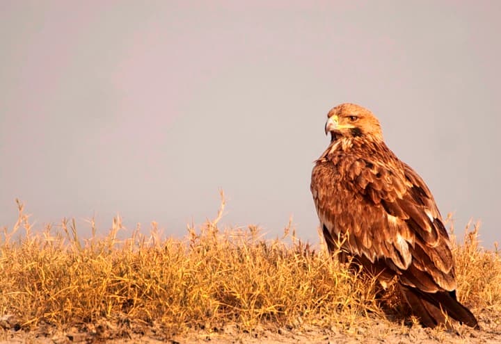 Wildlife Tour Of Little Rann Of Kutch Image