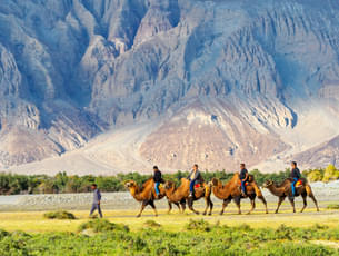 These camels are the remnants of this glorious trading past and offer enjoyable rides around the sand dunes of Hunder in Nubra Valley