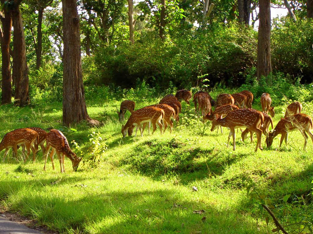 Deer Park, <em>Ooty</em>