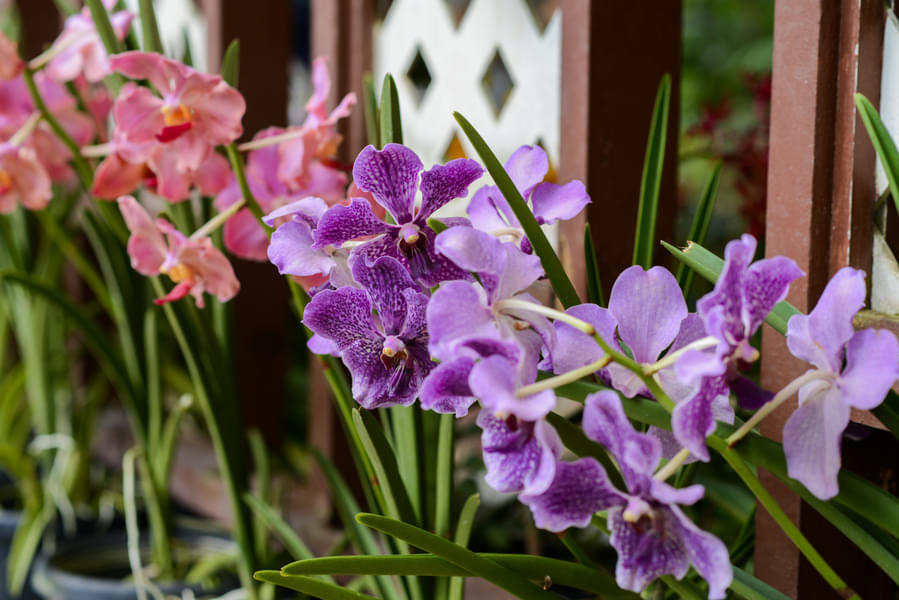 Marvel at the stunning Vanda orchid in full bloom at the Orchid Garden