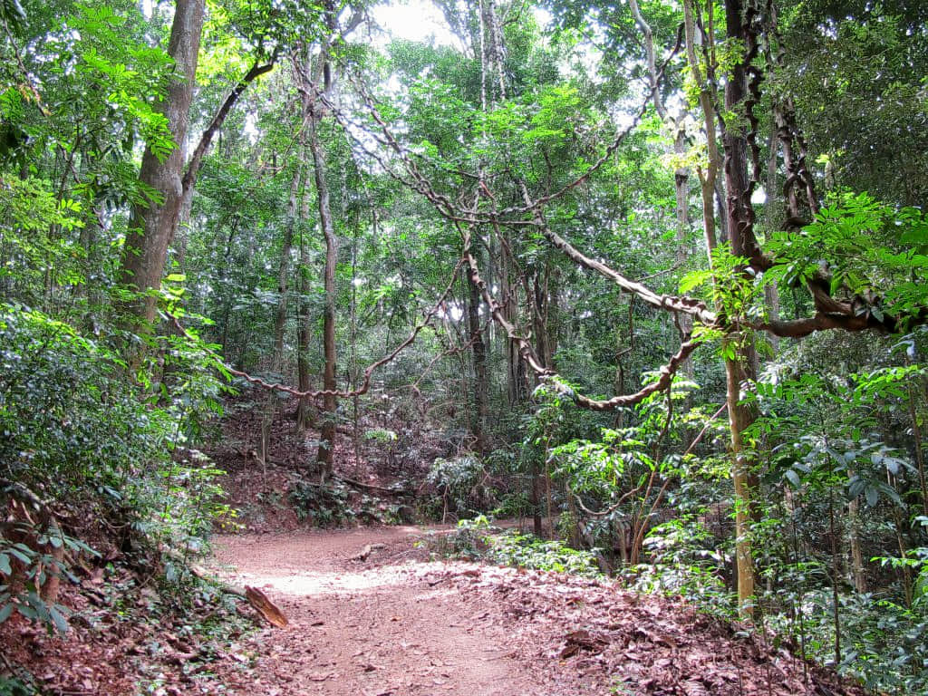Udawattekele Sanctuary