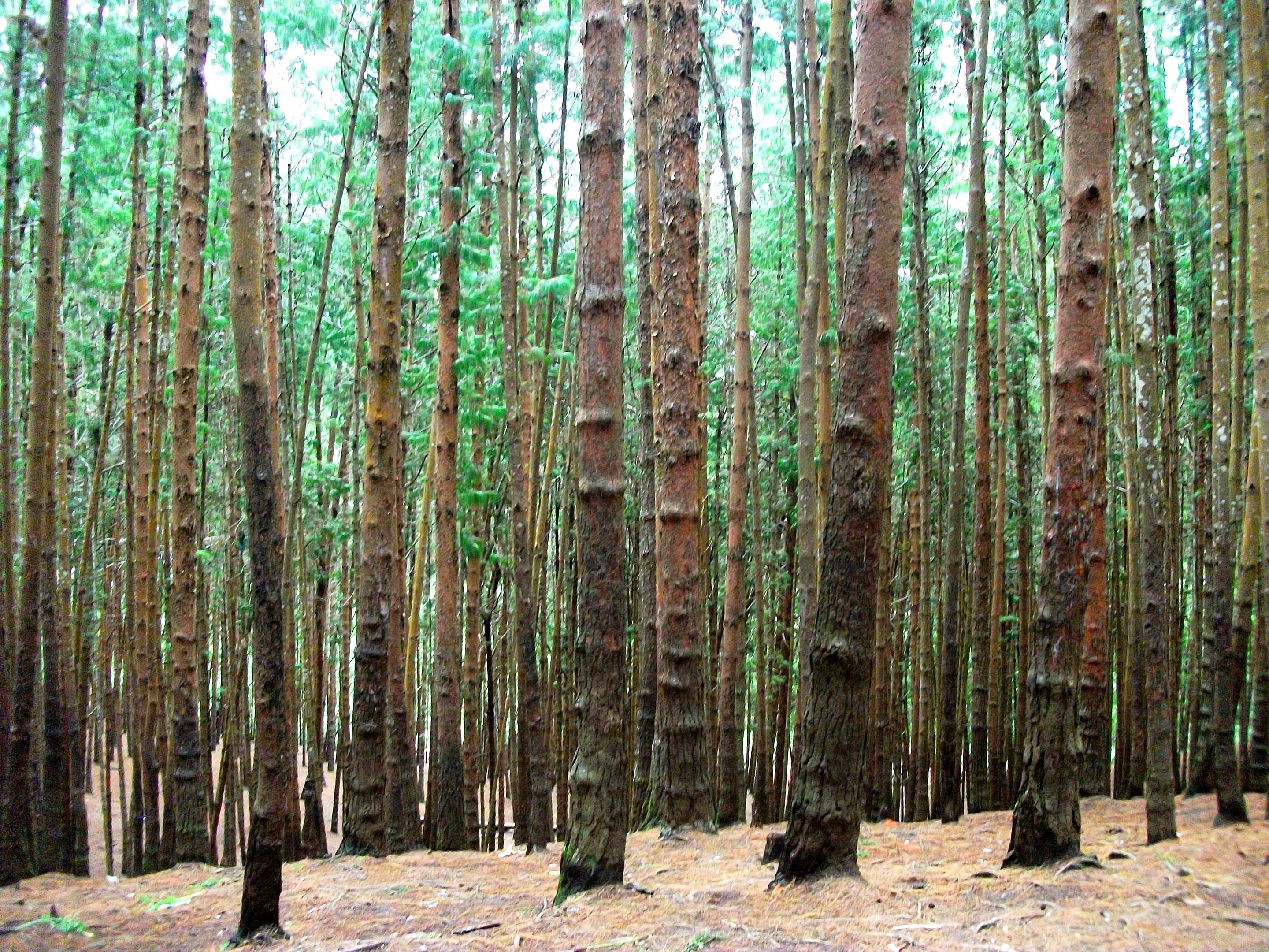 Pine Forest Overview