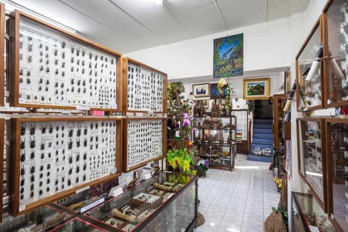 Museum Of World Insects And Natural Wonders