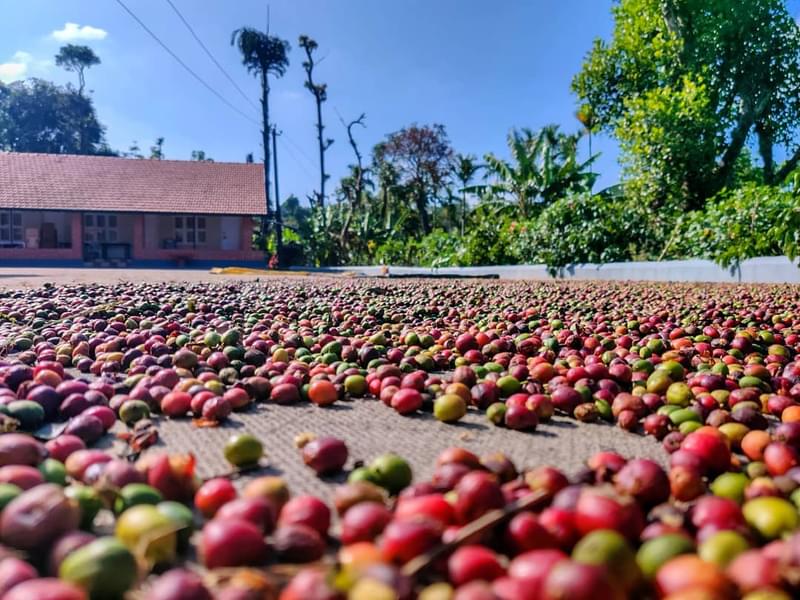 Mekanagadde Homestay, Chikmagalur Image