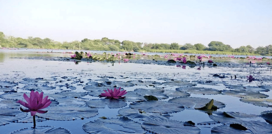 Gavier Lake, <em>Surat</em>