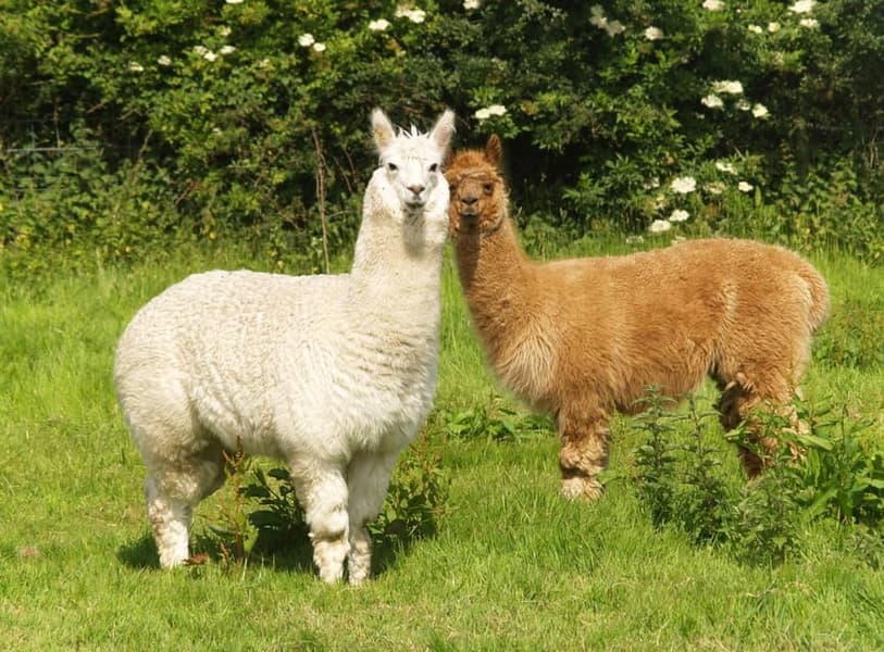 Shamakhi Alpaca Farm Tour, Azerbaijan Image