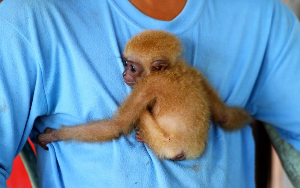 Have a moment to see the cute monkey