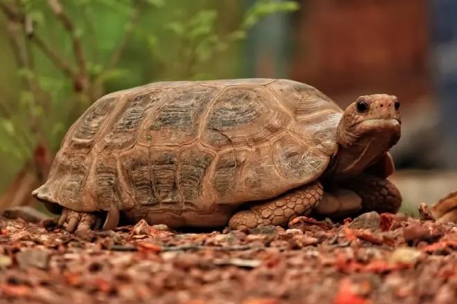 Witness live reptile handling shows