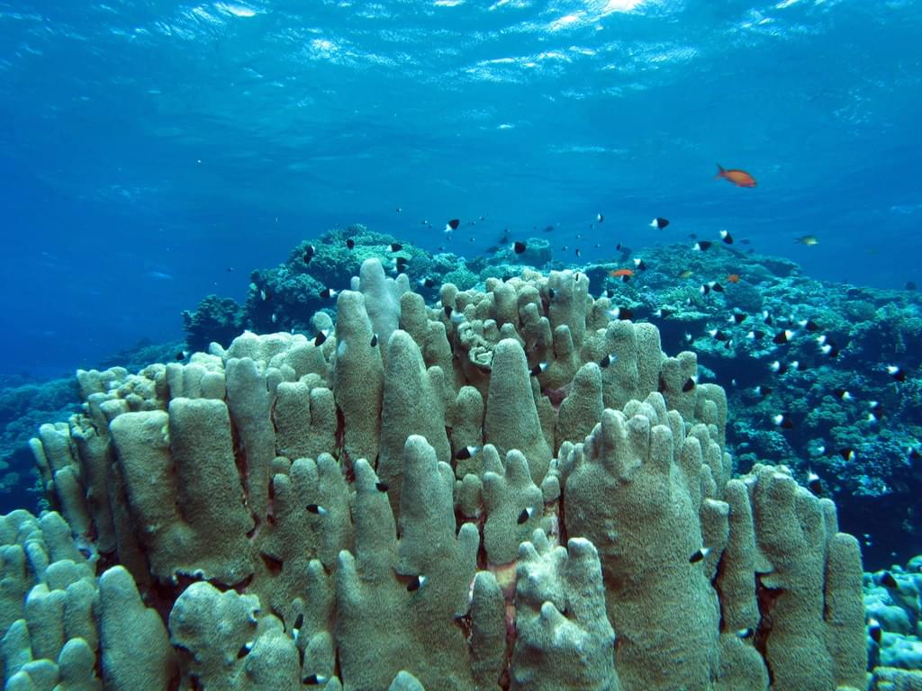 The World's Reefs Exhibit