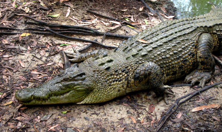 Hartley's Crocodile Adventures