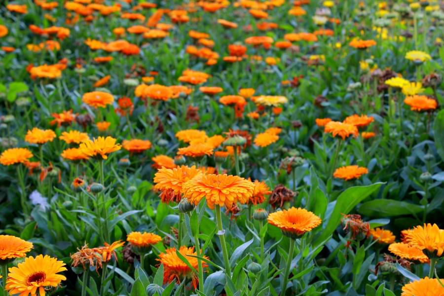 Sunflower Field of Miracle Garden