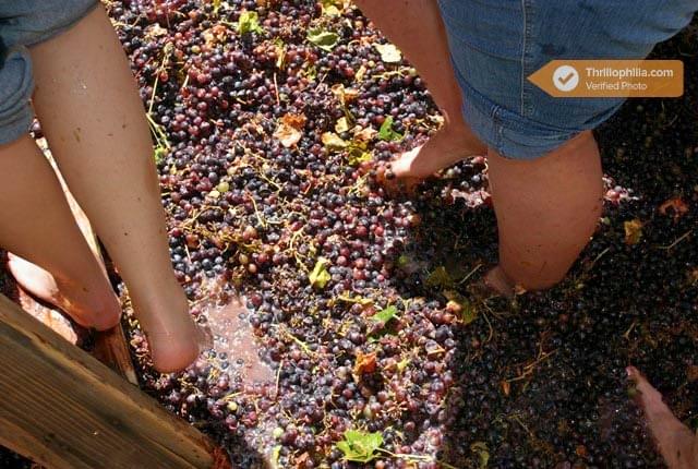 Wine Tour With Barefoot Grape Stomping Image