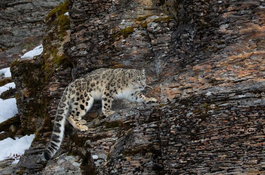 snow leopard in ladakh