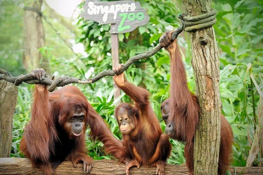 Which Singapore Zoo Tickets to Choose?