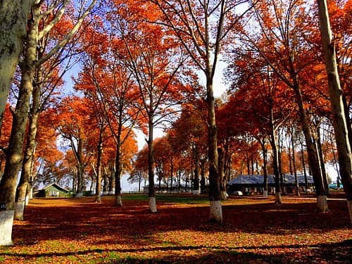 Naseem Bagh , <em>Srinagar</em>