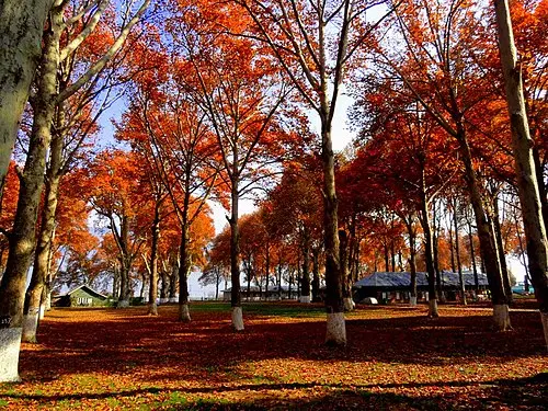 Naseem Bagh 