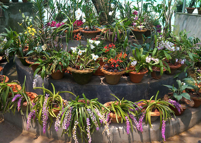 Heritage Orchid Garden