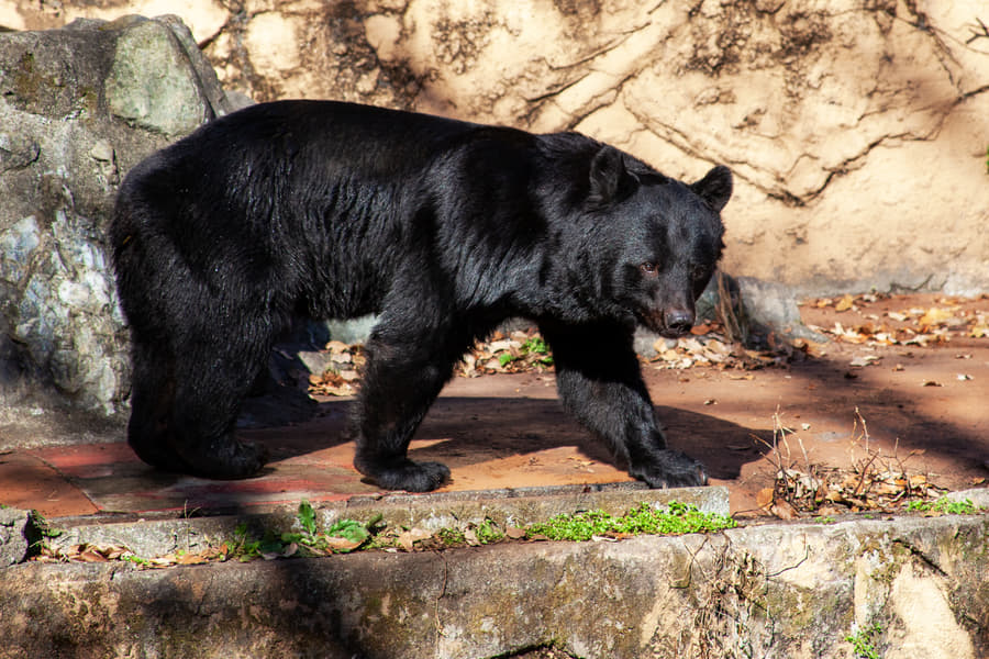 Tama Zoological Park Image