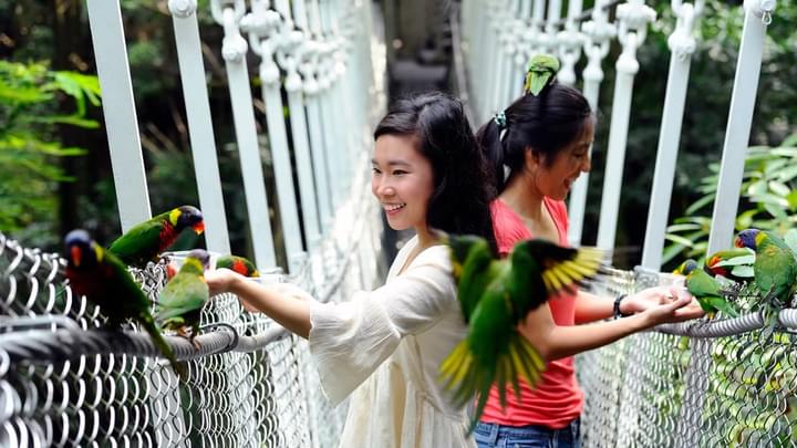 qmqi4hxb6xghl0422a9k2k6yhx74_Jurong-Bird-Park__2018_WRS---Jurong-Bird-Park---Lory-Loft-aviary-2.jpg