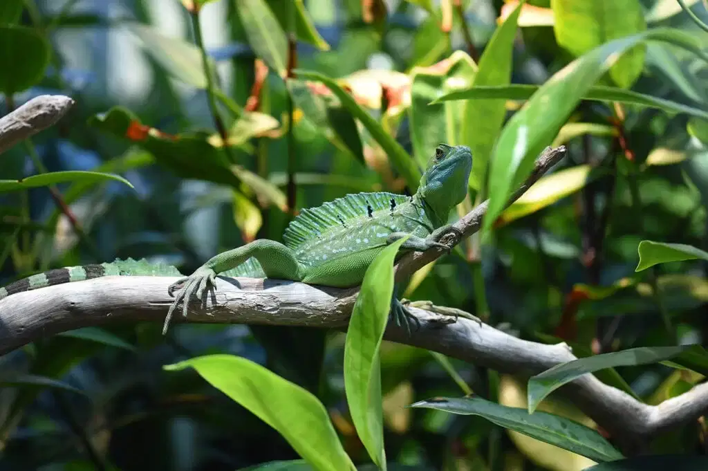 Explore the Vivarium and Tropical House