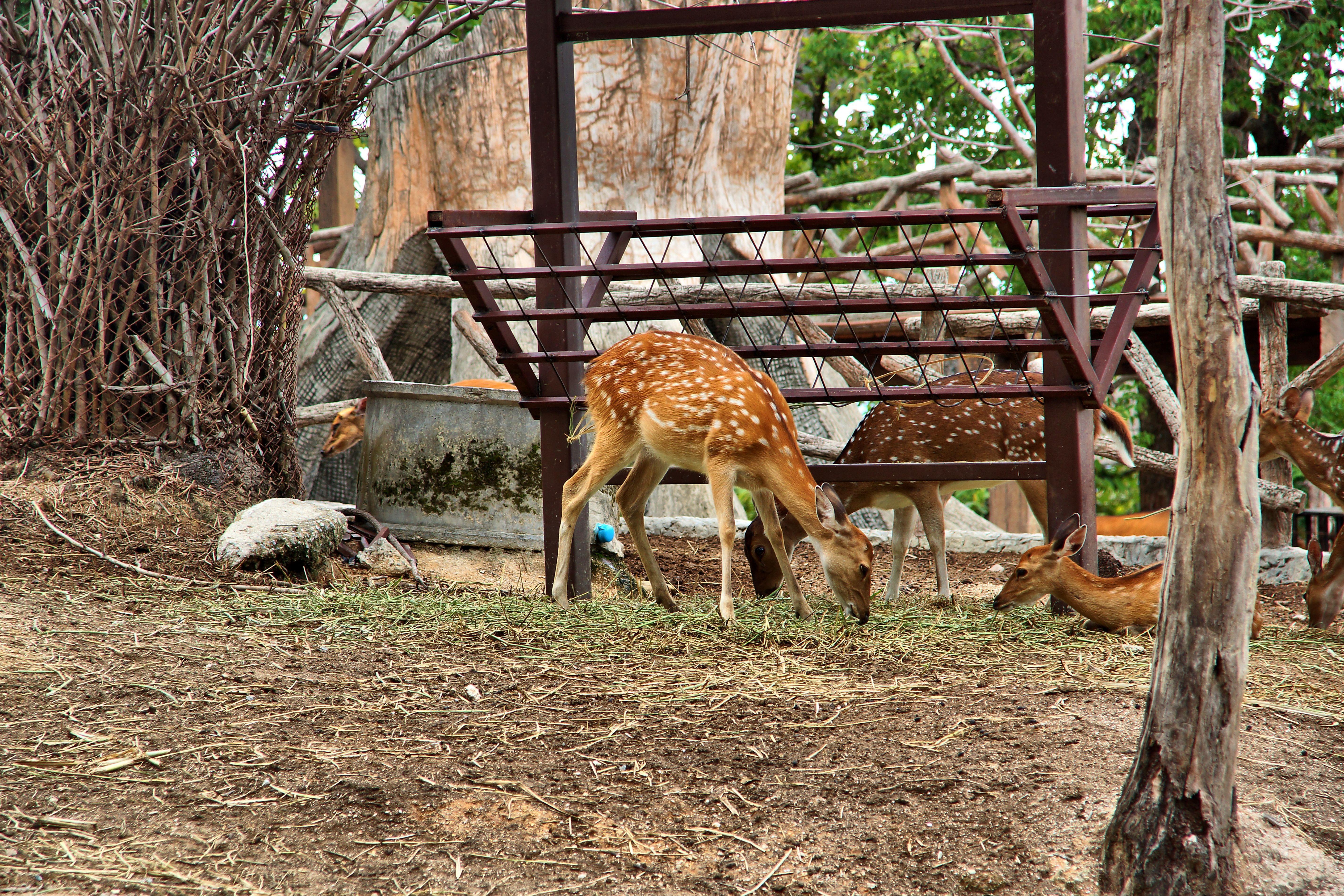 Chiang Mai Zoo Tickets