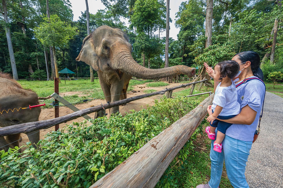 Let your kids get friendly with the elephants