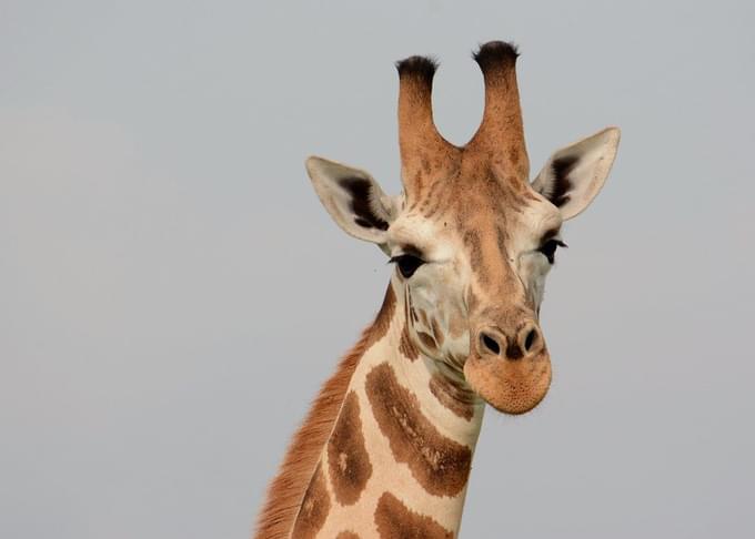 Giraffe in Prague Zoo