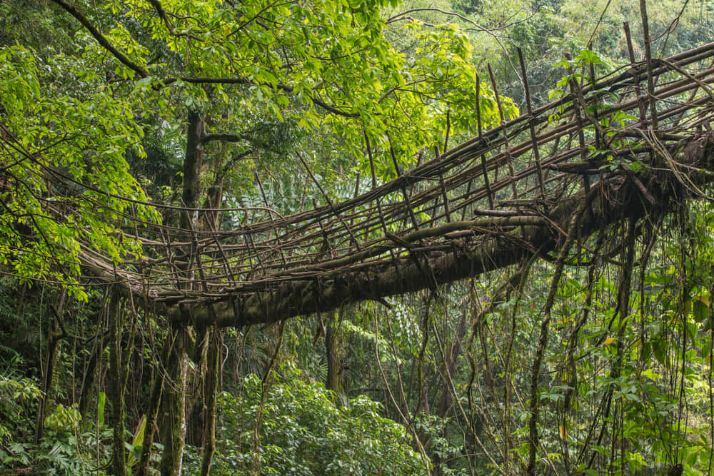 Living Root Bridge Riwai Village, <em>Meghalaya</em>