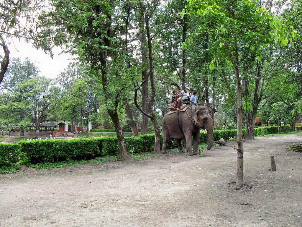 The Central Zoo