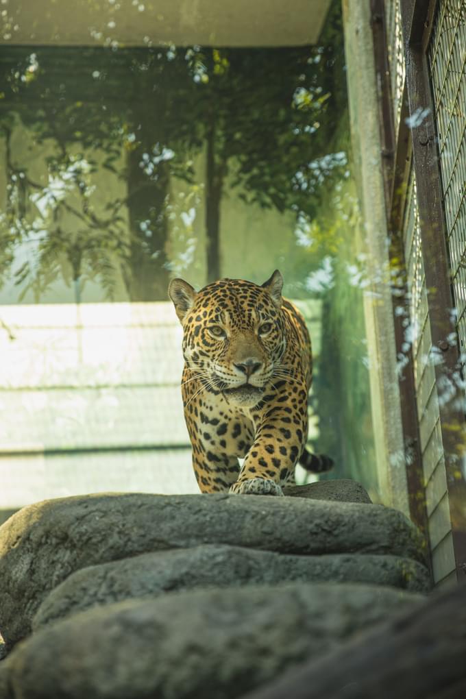 San Francisco Zoo