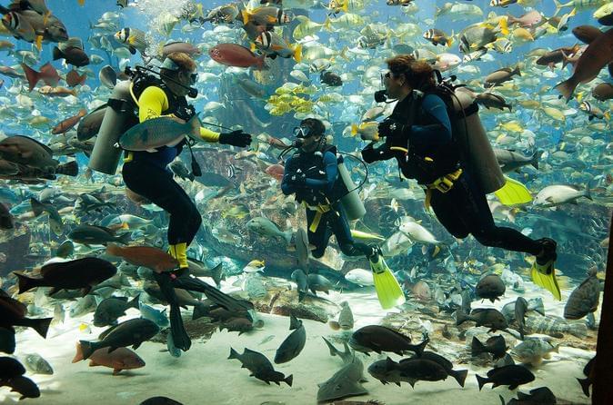 Deep Sea Diving Dubai