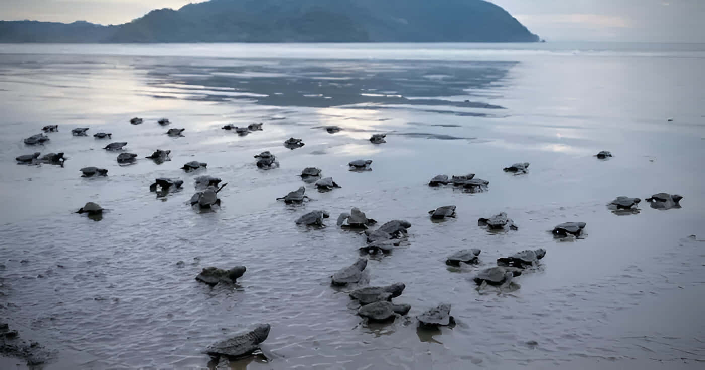 Velas Turtle Festival, Ratnagiri