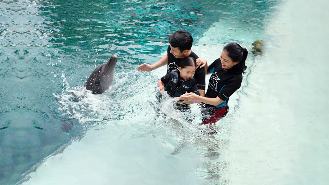 Dolphin Island Singapore Tickets Image