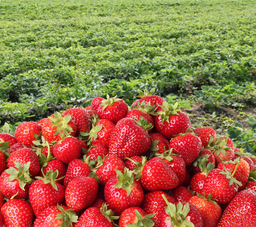 Bali Strawberry Farm Overview