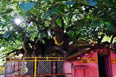 Meditate Beneath the Kalpavriksha Tree