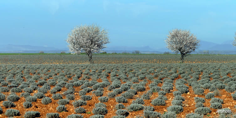 Plateau de Valensole