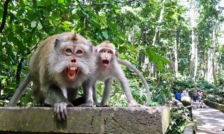 Ubud Monkey Forest Tour 