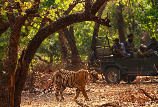 Feel the thrill of spotting wildlife in Jim Corbett National Park