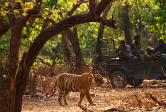 Feel the thrill of spotting wildlife in Jim Corbett National Park