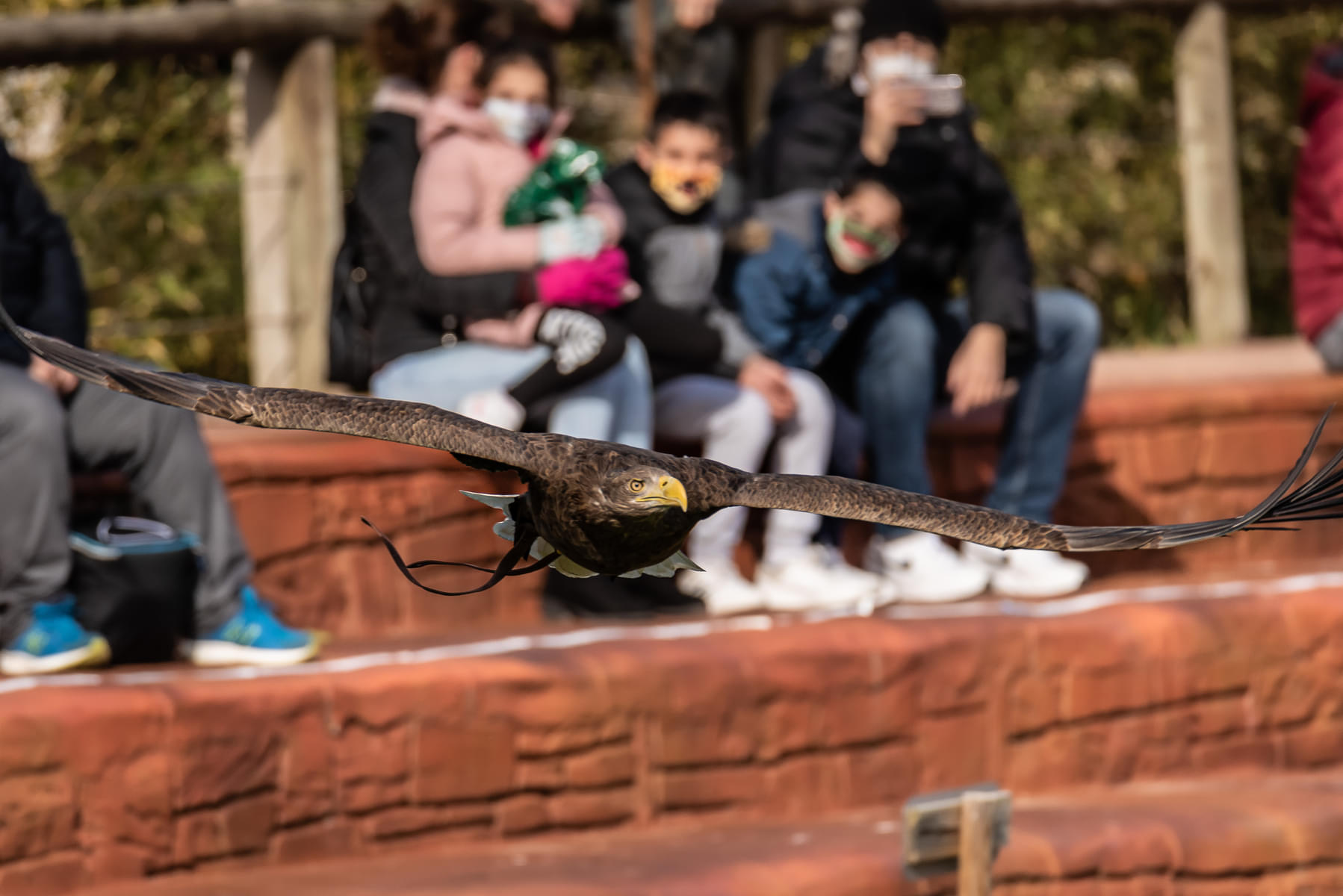Watch eagles in action at the Birds of Prey exhibition