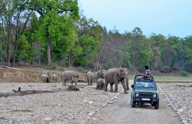 Rajaji National Park Wildlife Safari Overview