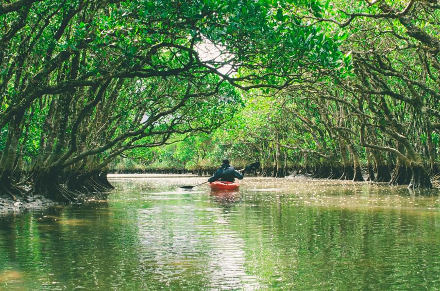Mangroves Kayaking