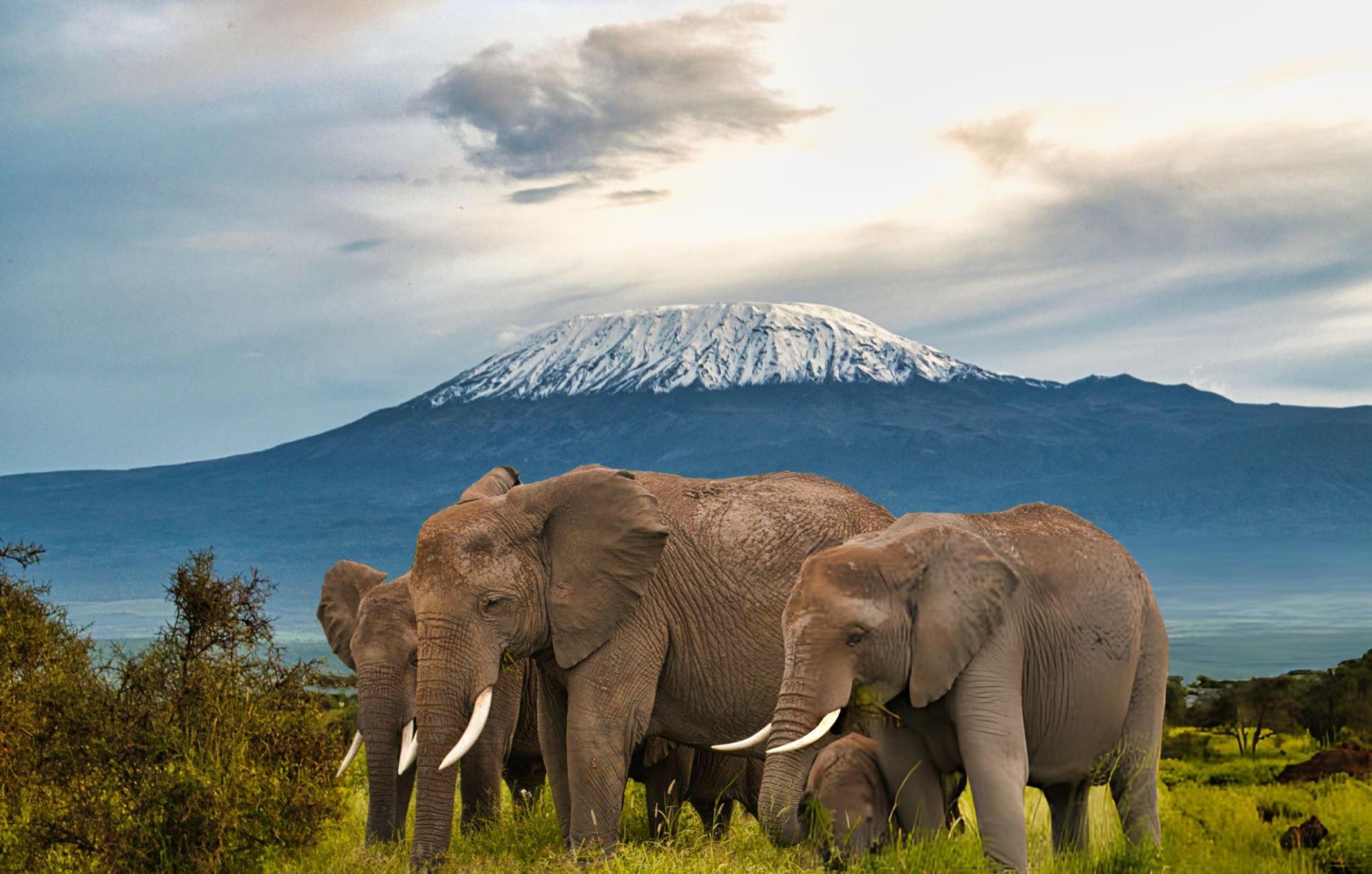 Wild African Elephants in Amboseli National Park