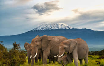 Wild African Elephants in Amboseli National Park