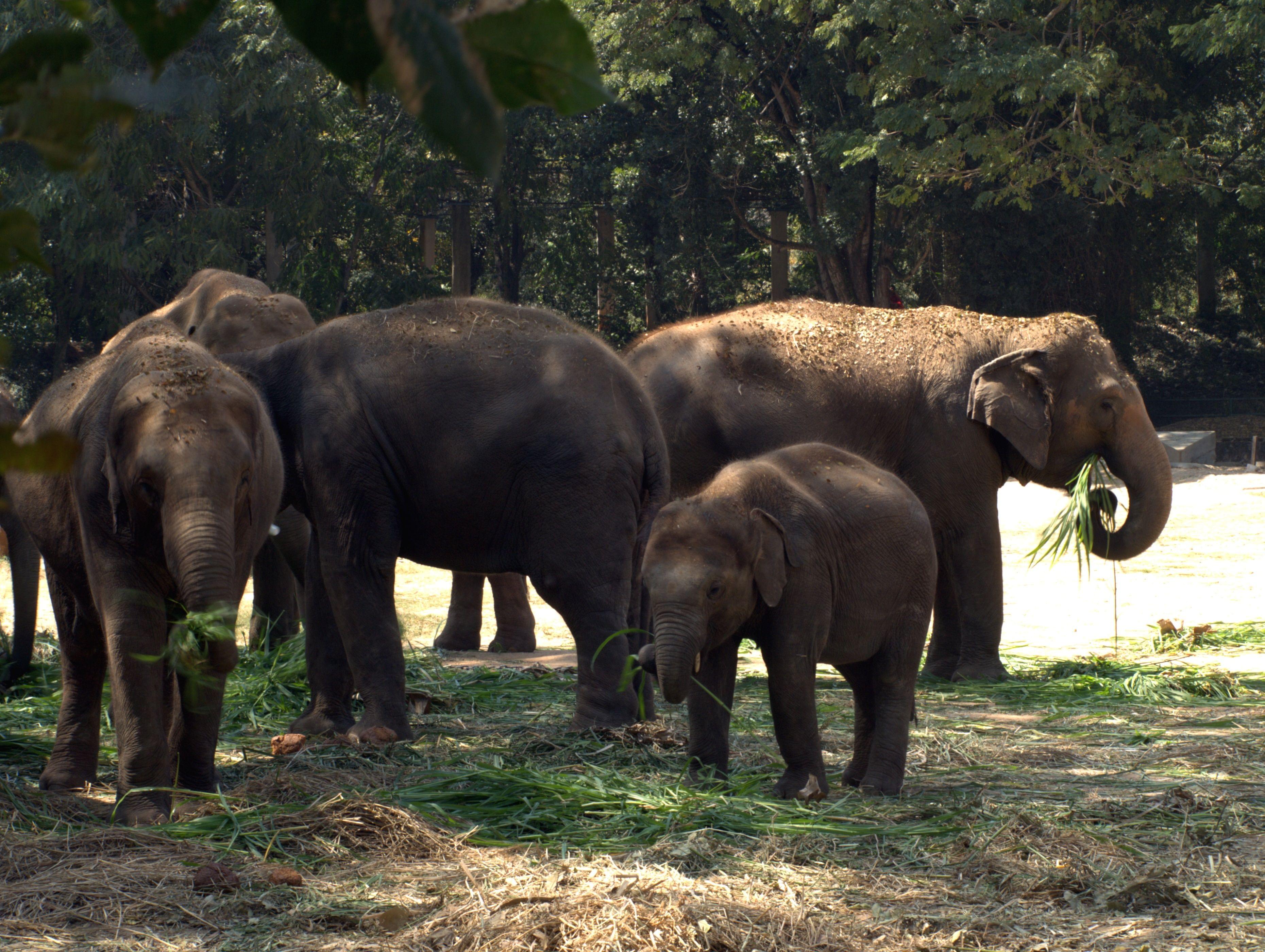 Elephant in Mysore Zoo