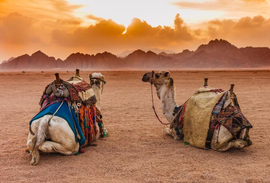 Tips for Morning Desert Safari Dubai 