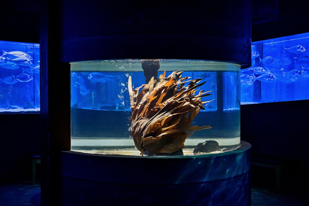 SEA Life Berlin Tickets