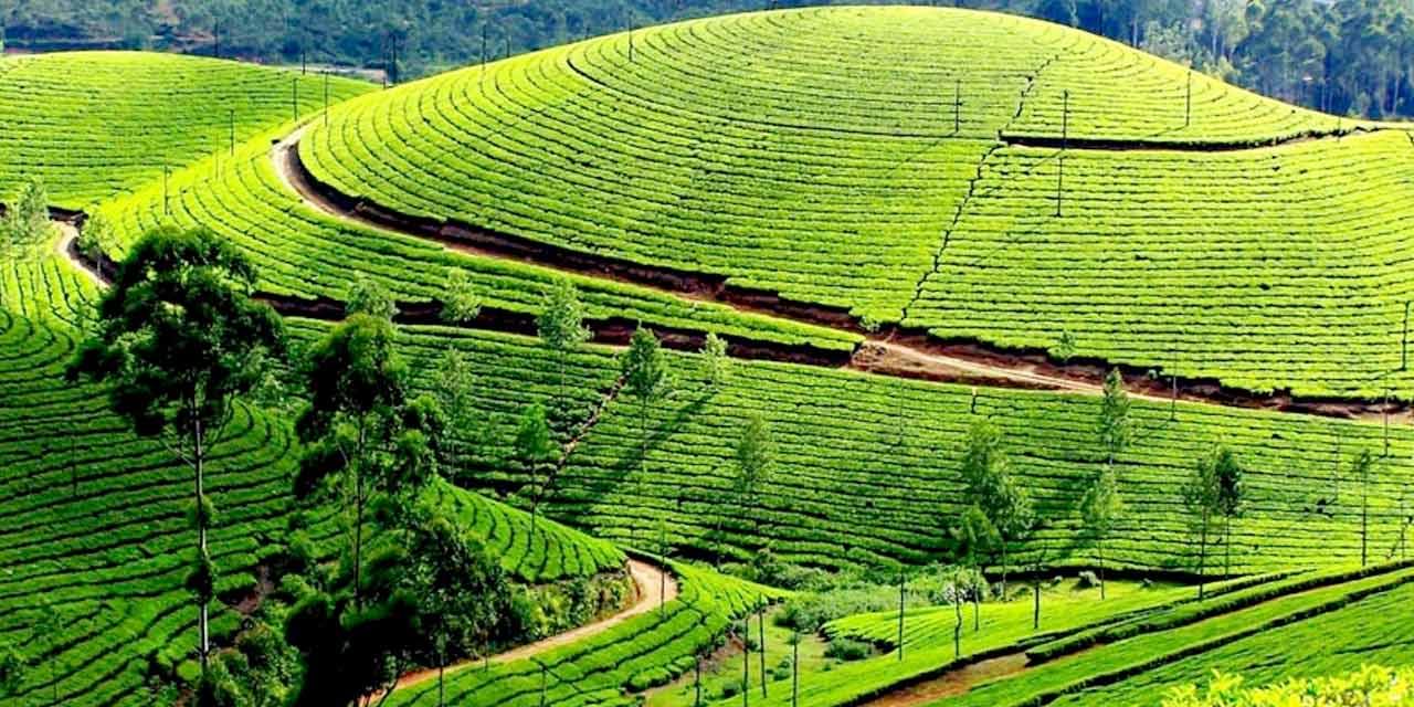 Tea Garden Overview