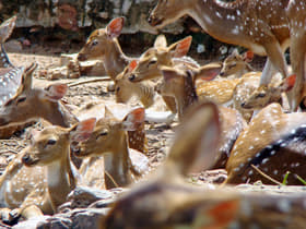 1z3z3qlma7htg6sbayivvsbwtr3n spotted deer in tirumala