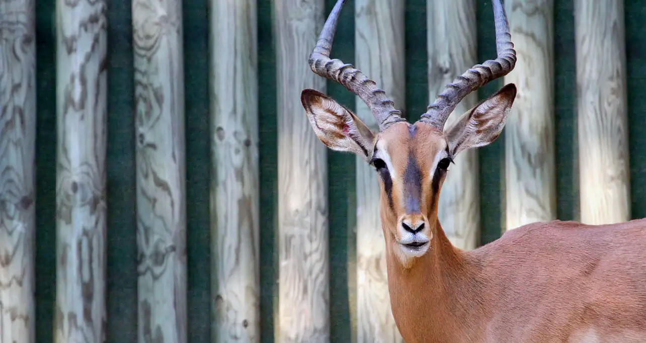 Have a look at the rare Black faced Impala at the zoo